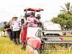 Bupati Parimo Hadiri Panen Perdana Padi di Kecamatan Kasimbar
