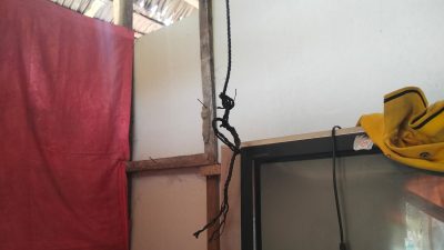 Geger! Remaja 17 Tahun di Desa Siniu Ditemukan Tewas Tergantung di Kamar