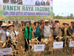 Panen Raya Jagung Lobu Mandiri, Wabup Tekankan Peran BUMDes Lindungi Petani