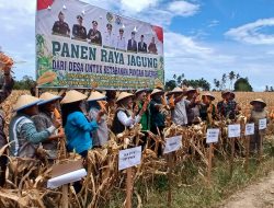 Panen Raya Jagung di Lobu Mandiri, Pemkab Parigi Moutong Perkuat Ketahanan Pangan dari Desa