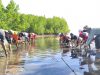 Tekan Risiko Bencana, Penanaman Mangrove Jadi Solusi Berkelanjutan Wilayah Pesisir