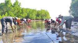Tekan Risiko Bencana, Penanaman Mangrove Jadi Solusi Berkelanjutan Wilayah Pesisir