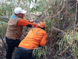 Api Landa Perkebunan Warga Kasimbar, Tim Gabungan Bergerak Cepat Selamatkan Lahan