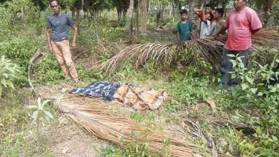 Pelajar SMP Ditemukan Meninggal Dunia di Kebun Kelapa, Polisi Lakukan Penyelidikan