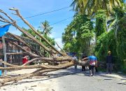 Tragedi Kampal: Satu Meninggal Dunia, Dua Luka, Rumah Hancur Tertimpa Pohon